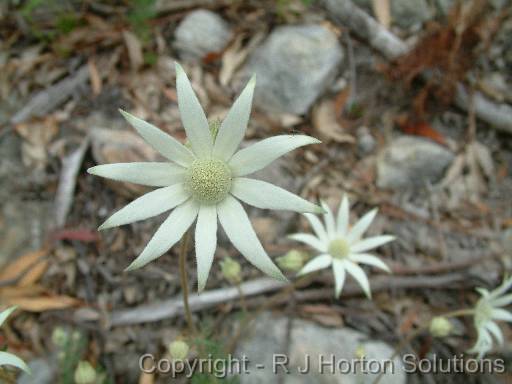 Flannel Flower Actinotis helianthi 